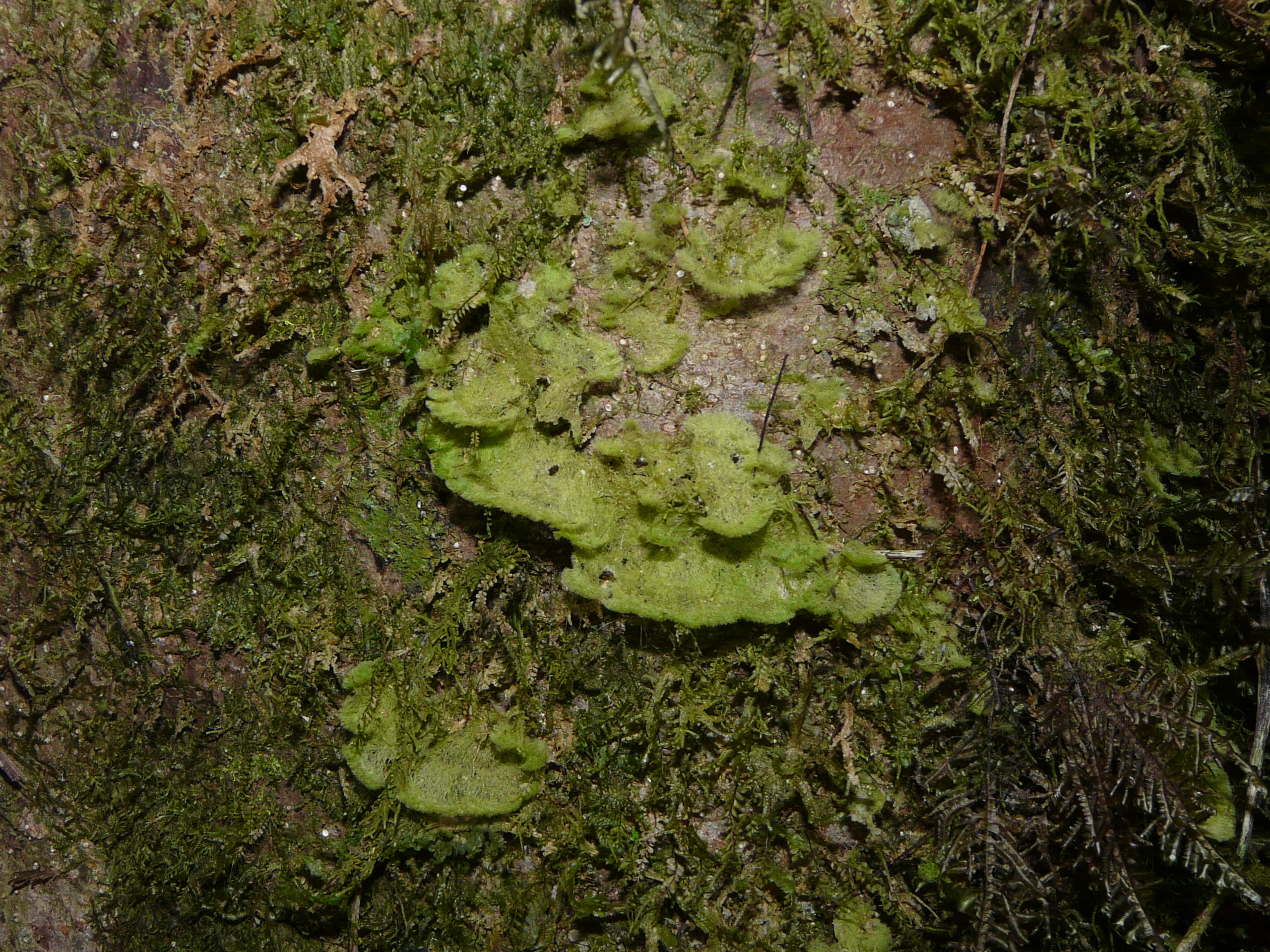 Представитель Семейства Coenogoniaceae